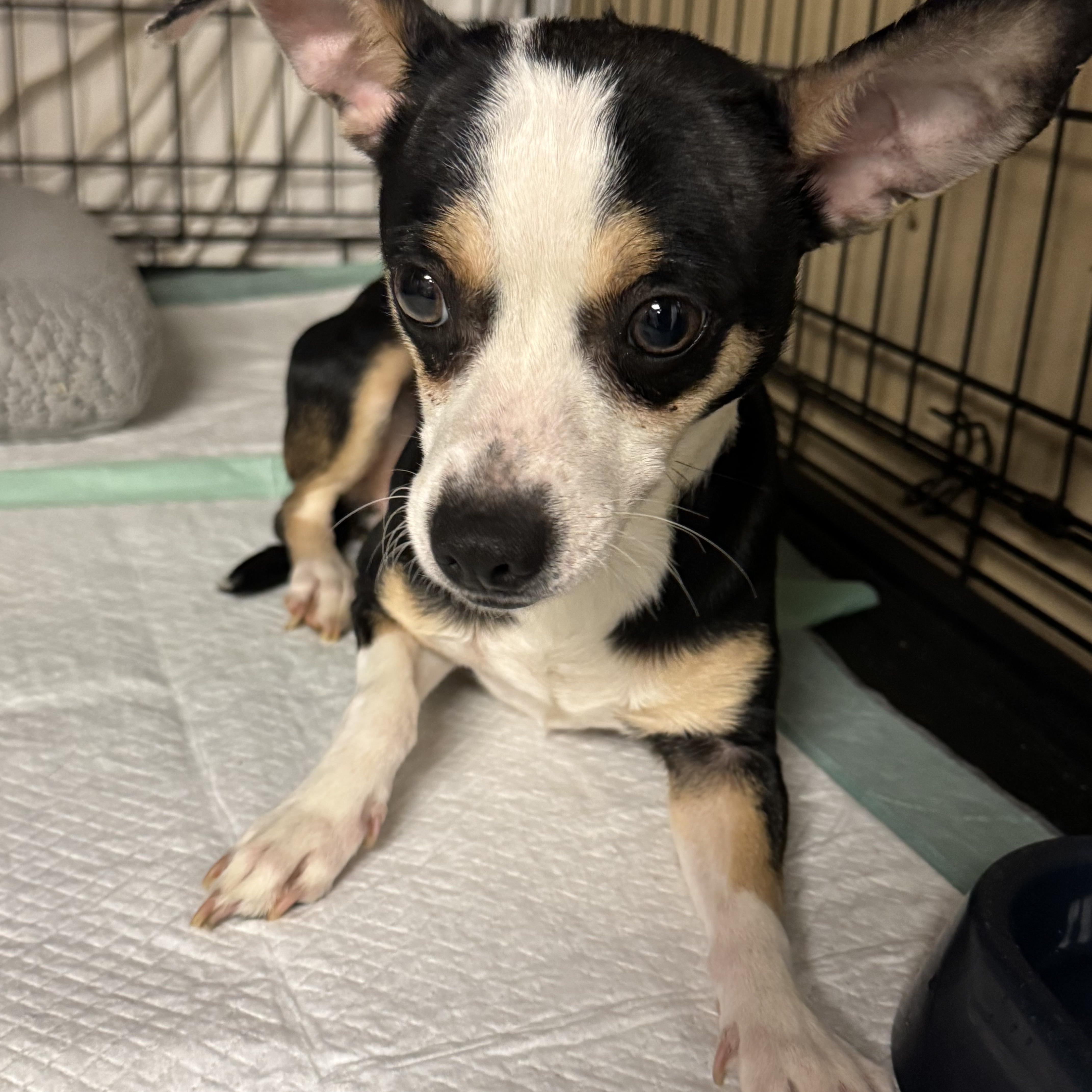 Enlarge Gabby , an adopted mixed breed in Fredericksburg, VA image 3/3