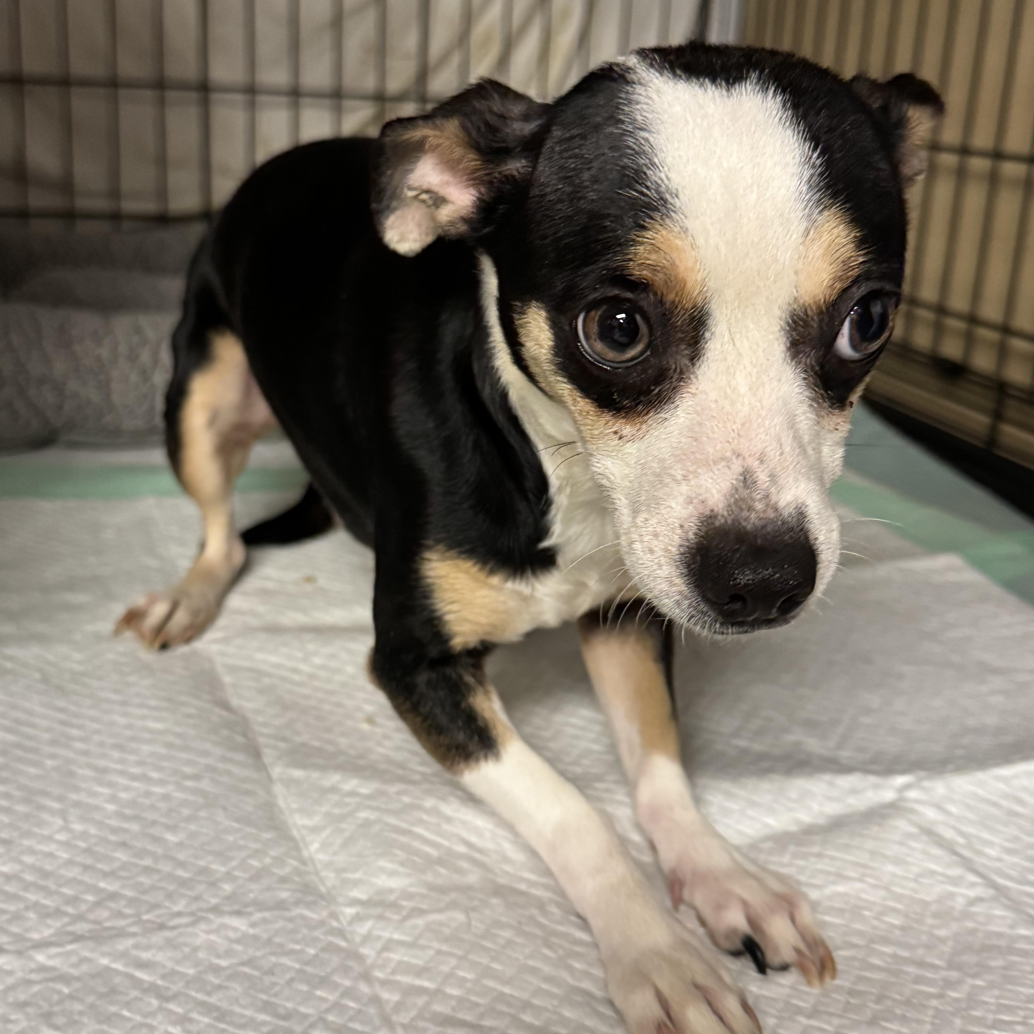 Enlarge Gabby , an adopted mixed breed in Fredericksburg, VA image 2/3