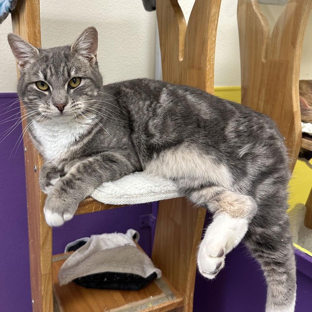 Enlarge Robert, a Adoptable Domestic Short Hair in Rohnert Park, CA image 1/1