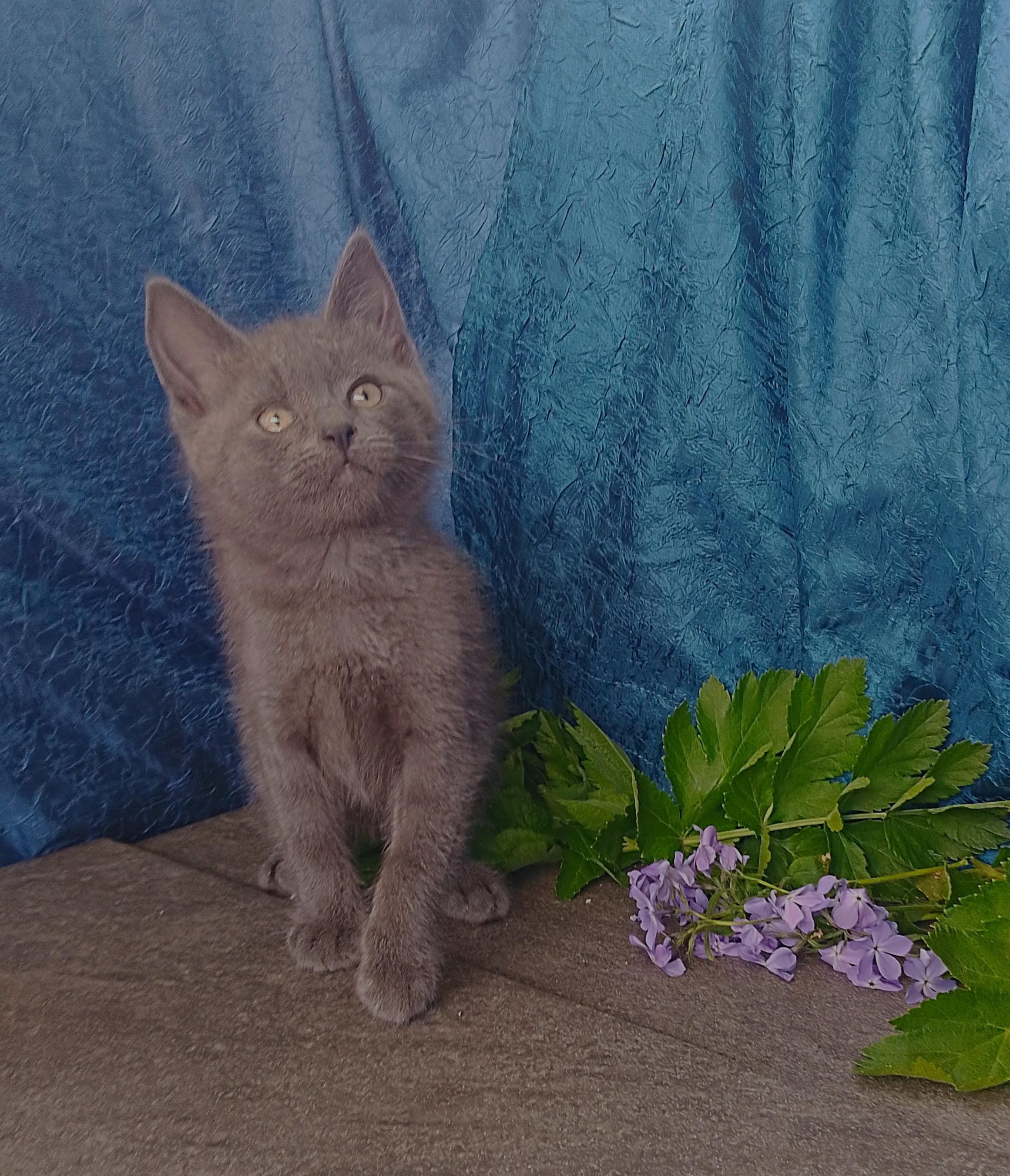 Enlarge Hugh 653, a ADOPTABLE American Shorthair in Nichols, NY image 1/1