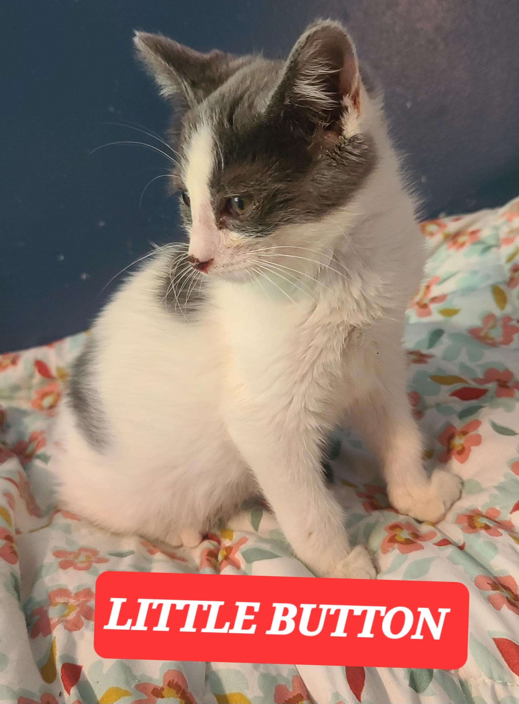 LITTLE BUTTON, an adopted Tabby in Elgin, SC image 1/4
