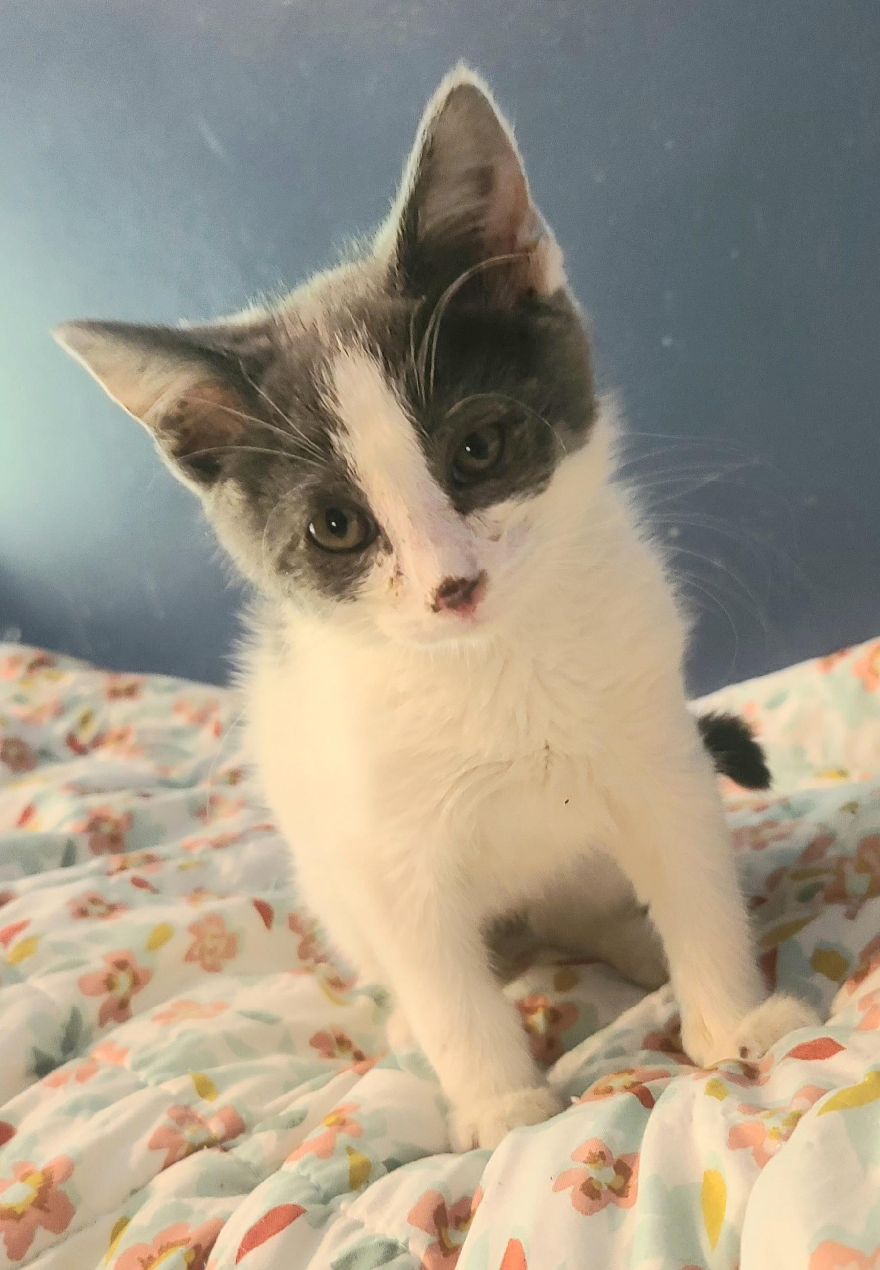 LITTLE BUTTON, an adopted Tabby in Elgin, SC image 2/4