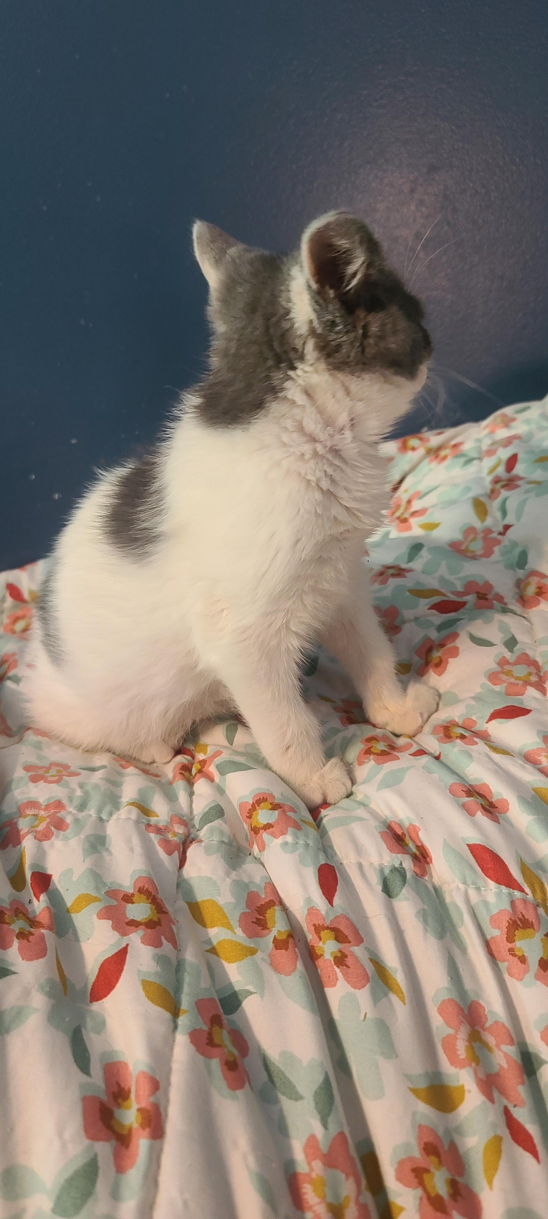 LITTLE BUTTON, an adopted Tabby in Elgin, SC image 4/4