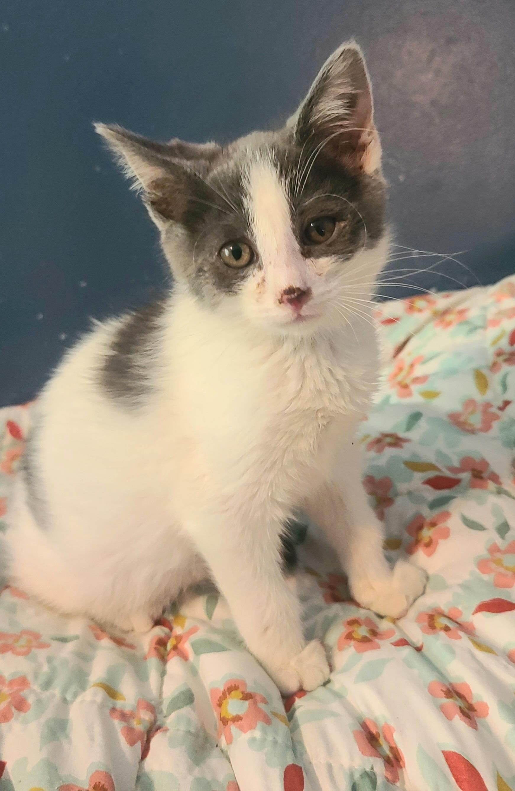 LITTLE BUTTON, an adopted Tabby in Elgin, SC image 3/4