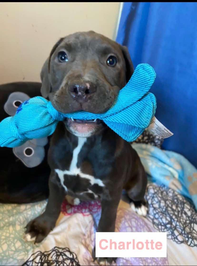 Enlarge Charlotte, a Adoptable Pit Bull Terrier in Burton, MI image 1/1