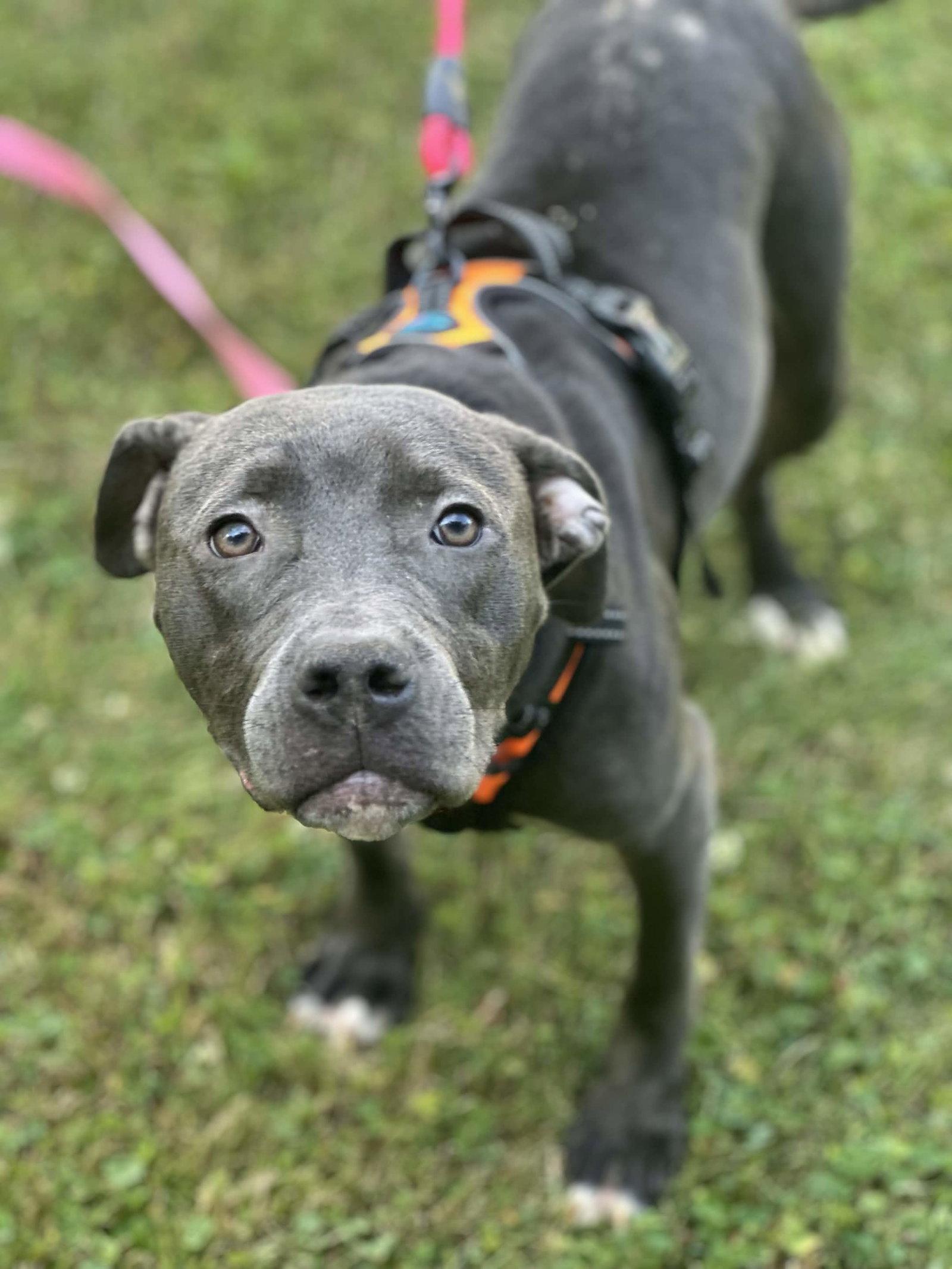 Enlarge Charlotte, a Adoptable Pit Bull Terrier in Burton, MI image 2/2