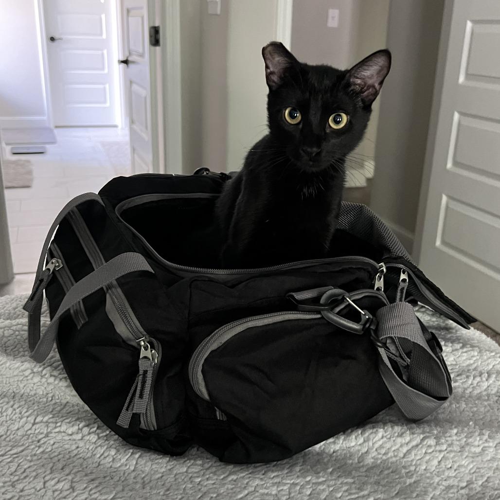 Moxie, Adoptable, Young Female Domestic Short Hair.