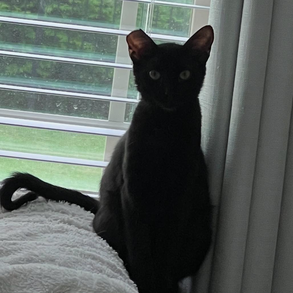 Moxie, a Adoptable Domestic Short Hair in Huntsville, AL image 2/4