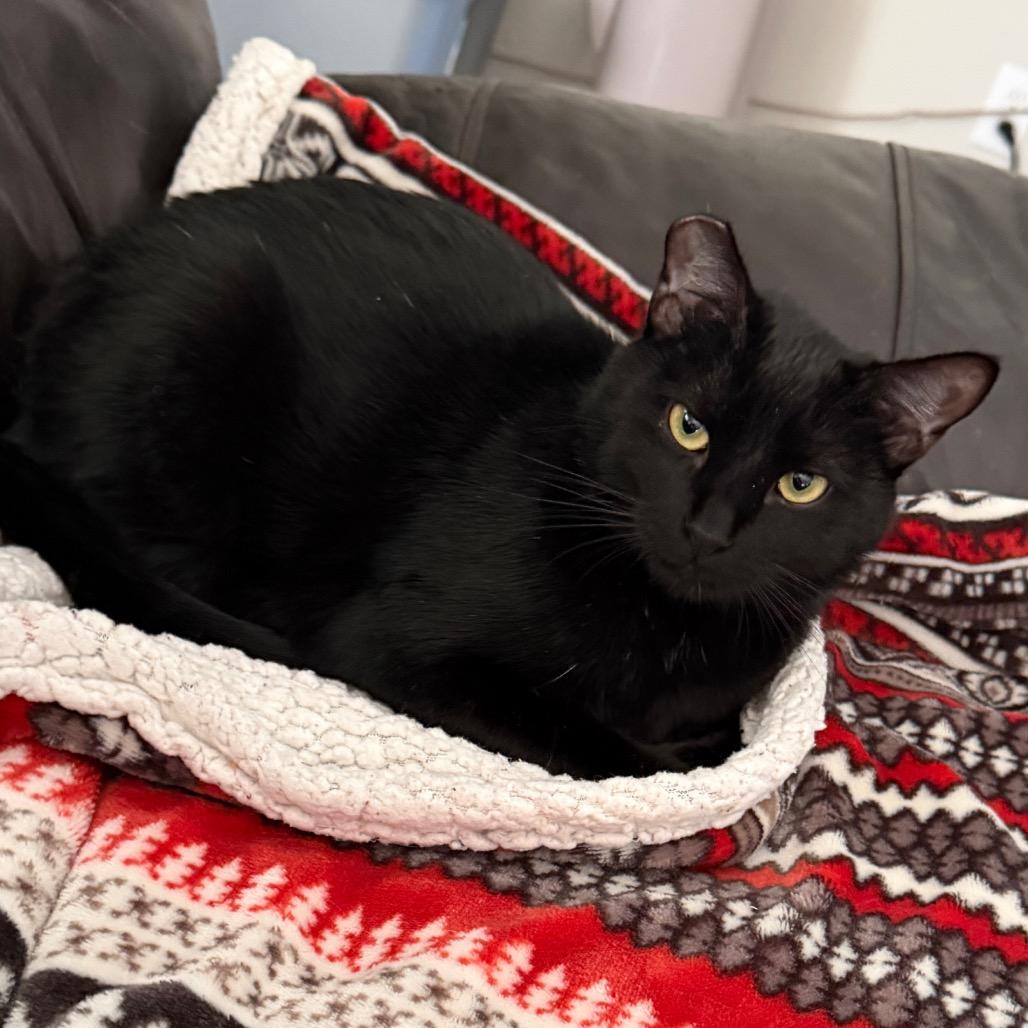 Enlarge Moxie, a Adoptable Domestic Short Hair in Huntsville, AL image 2/5