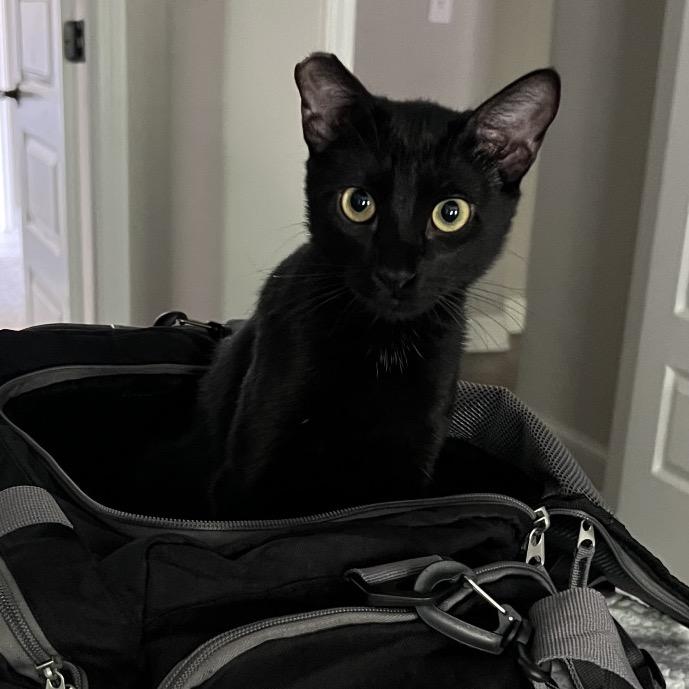 Enlarge Moxie, a Adoptable Domestic Short Hair in Huntsville, AL image 3/5