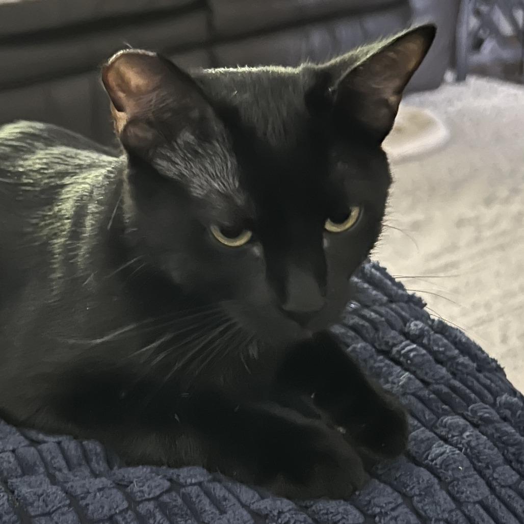 Moxie, Adoptable, Young Female Domestic Short Hair.