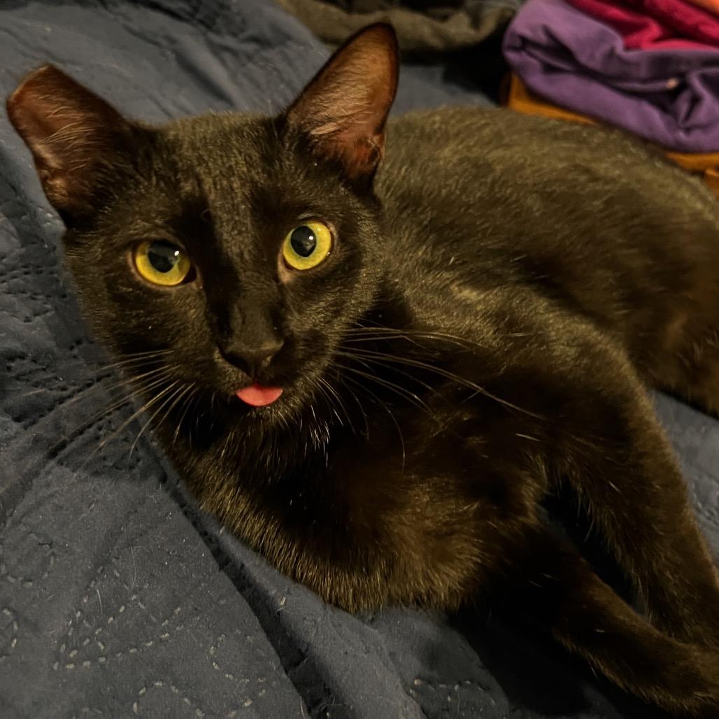 Moxie, a Adoptable Domestic Short Hair in Huntsville, AL image 4/4