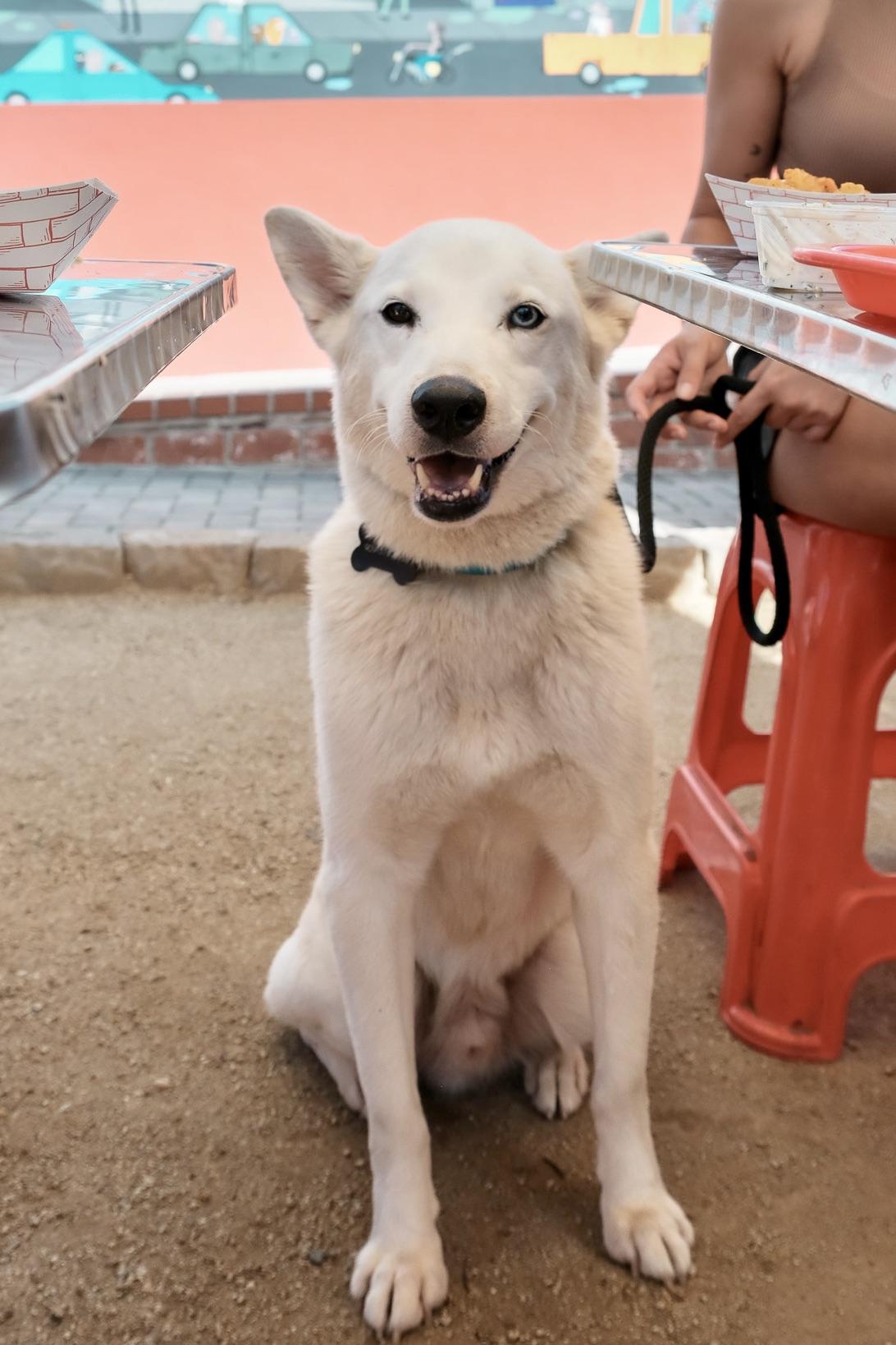 Enlarge Milky Way, a Adoptable Siberian Husky in Los Angeles, CA image 5/6