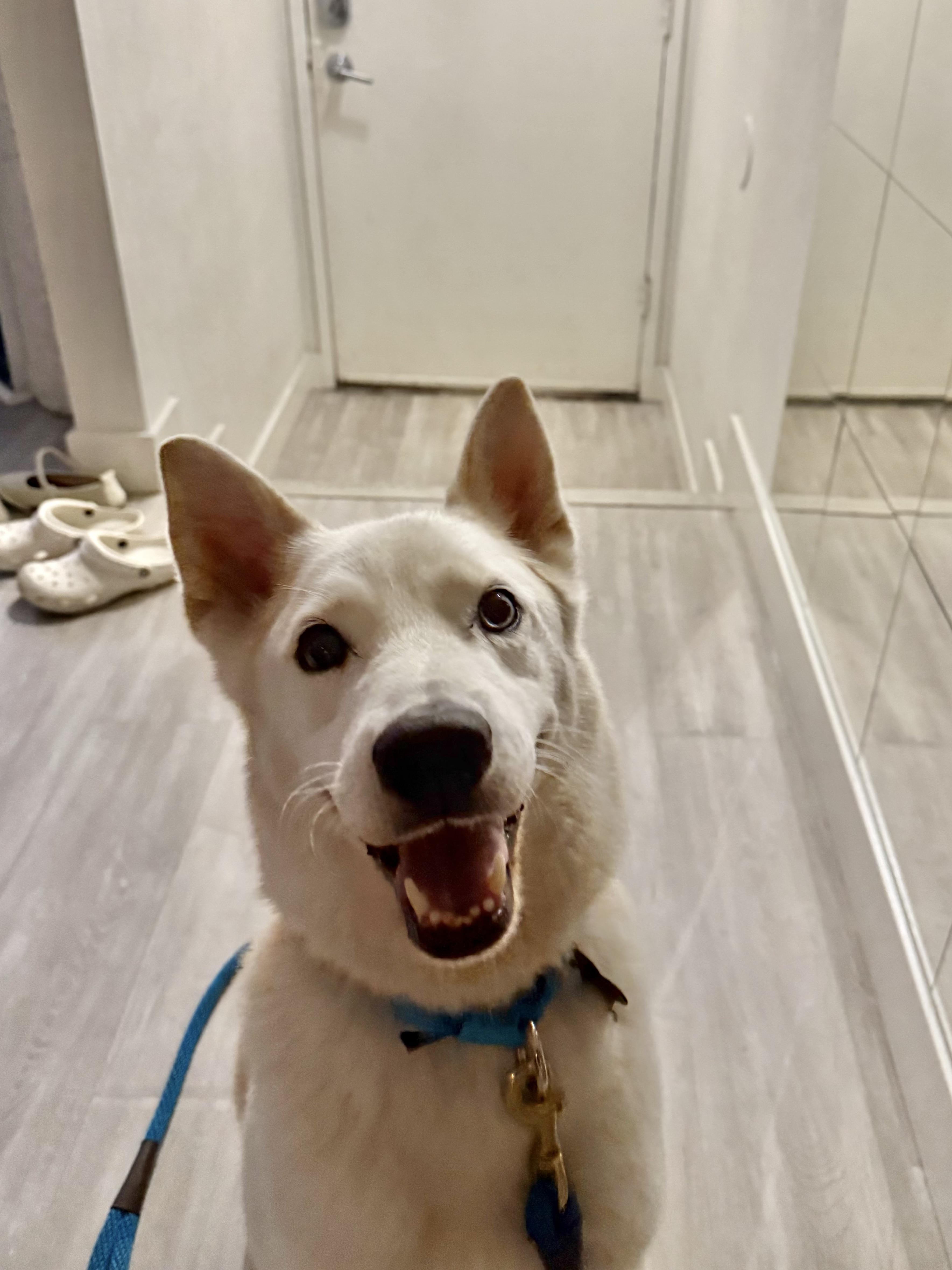 Enlarge Milky Way, a Adoptable Siberian Husky in Los Angeles, CA image 4/6