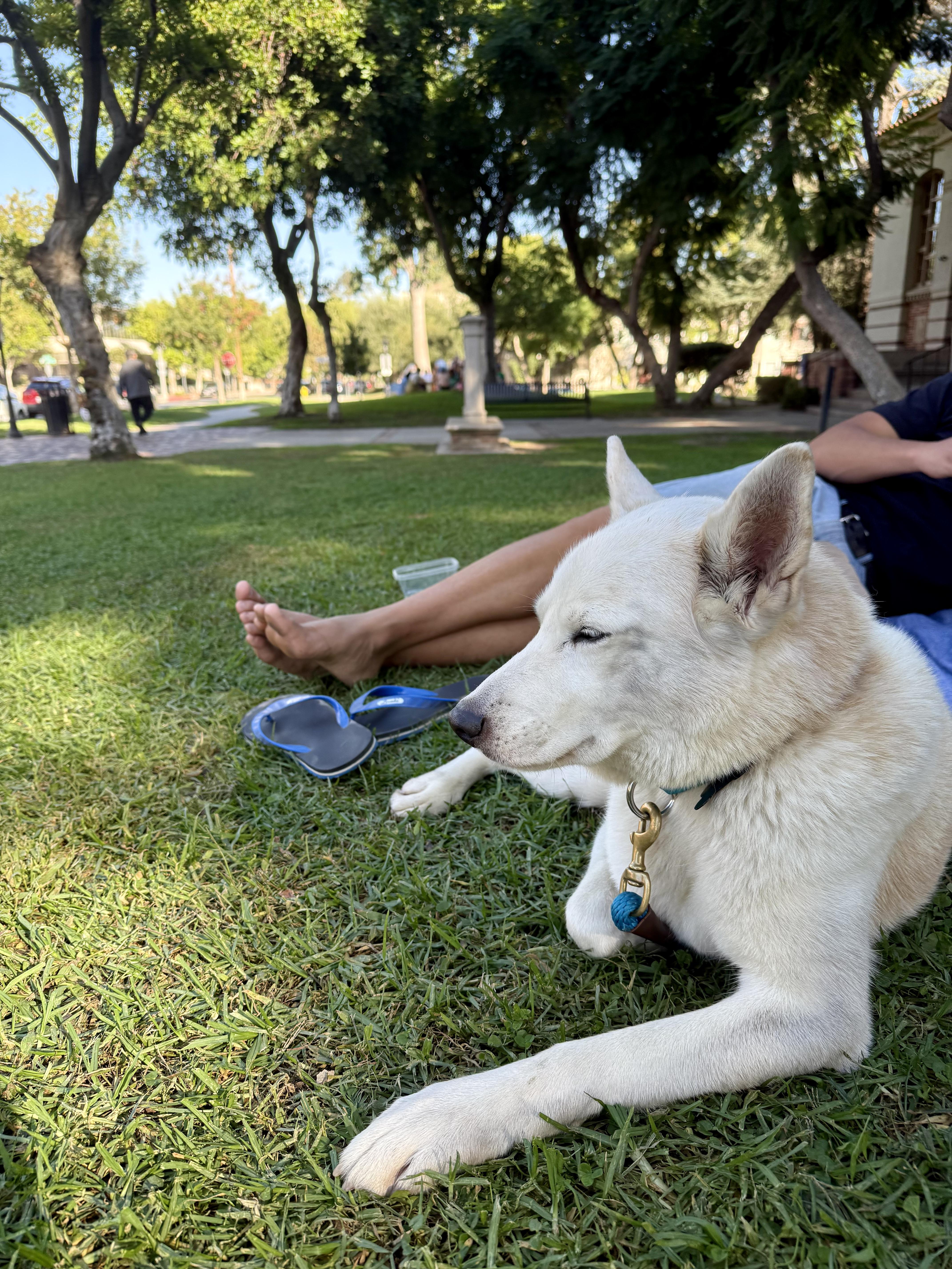 Enlarge Milky Way, a Adoptable Siberian Husky in Los Angeles, CA image 3/6