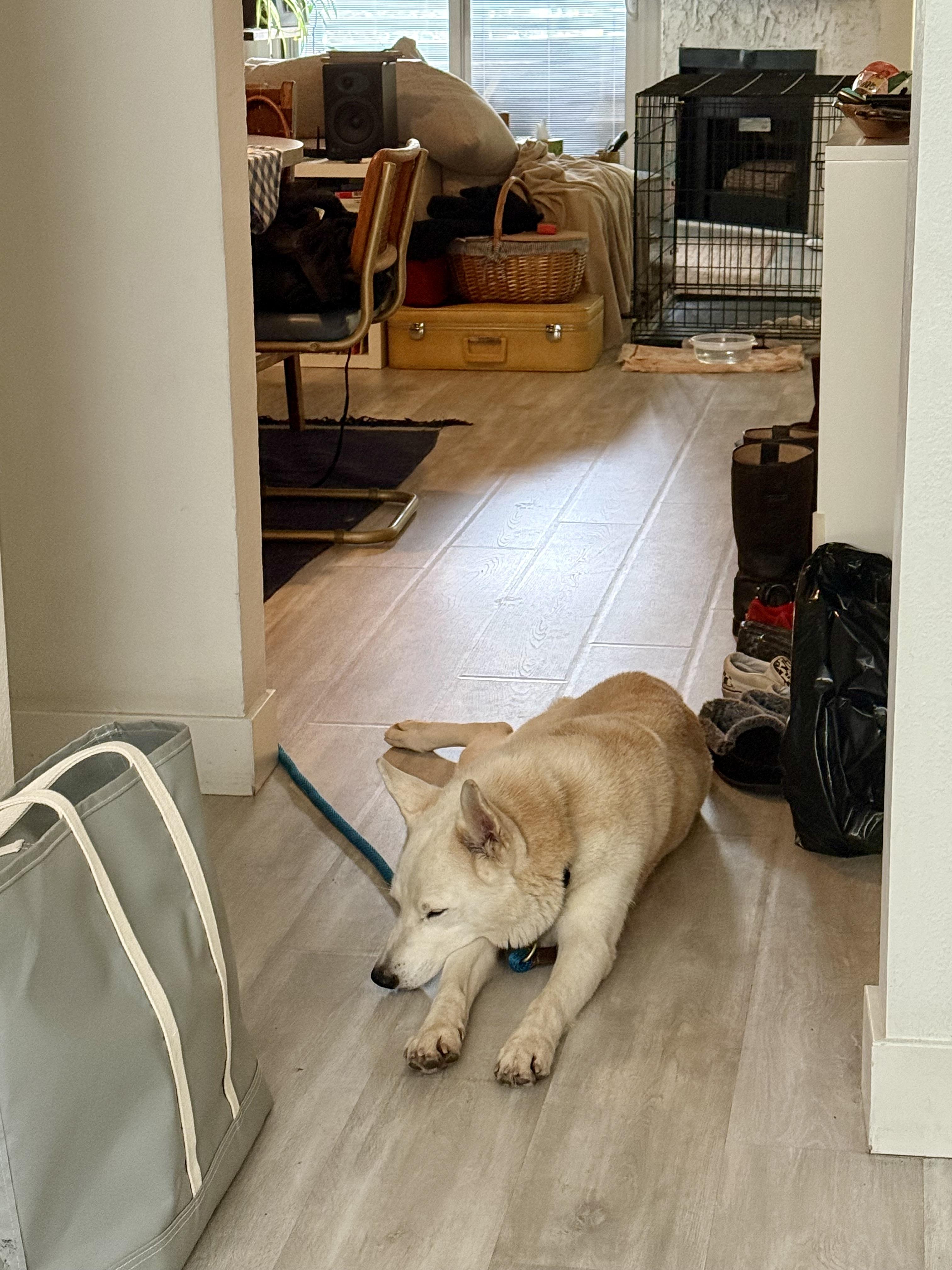 Enlarge Milky Way, a Adoptable Siberian Husky in Los Angeles, CA image 6/6