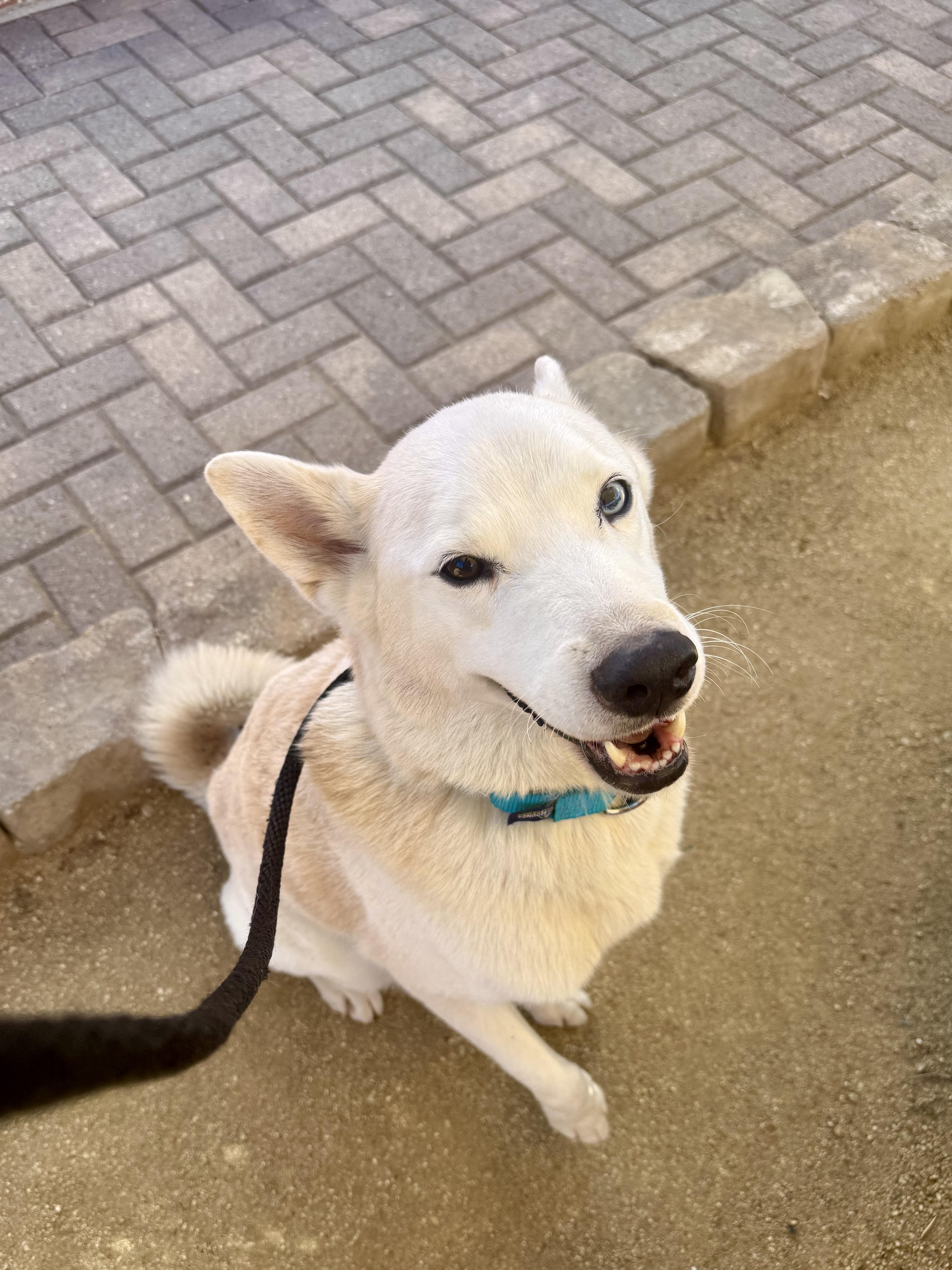 Milky Way, adopted, Adult Male Siberian Husky.