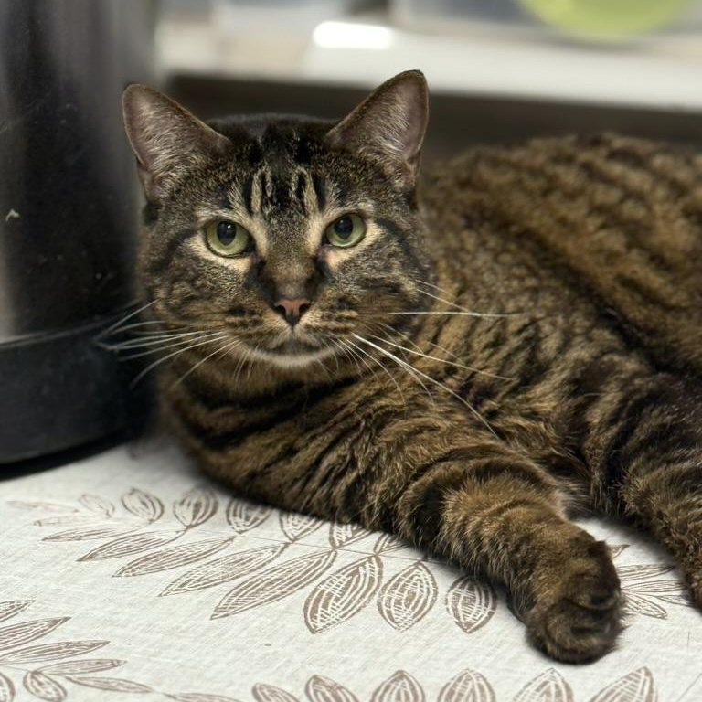 Enlarge Paperclip, a Adoptable mixed breed in Los Angeles, CA image 1/2