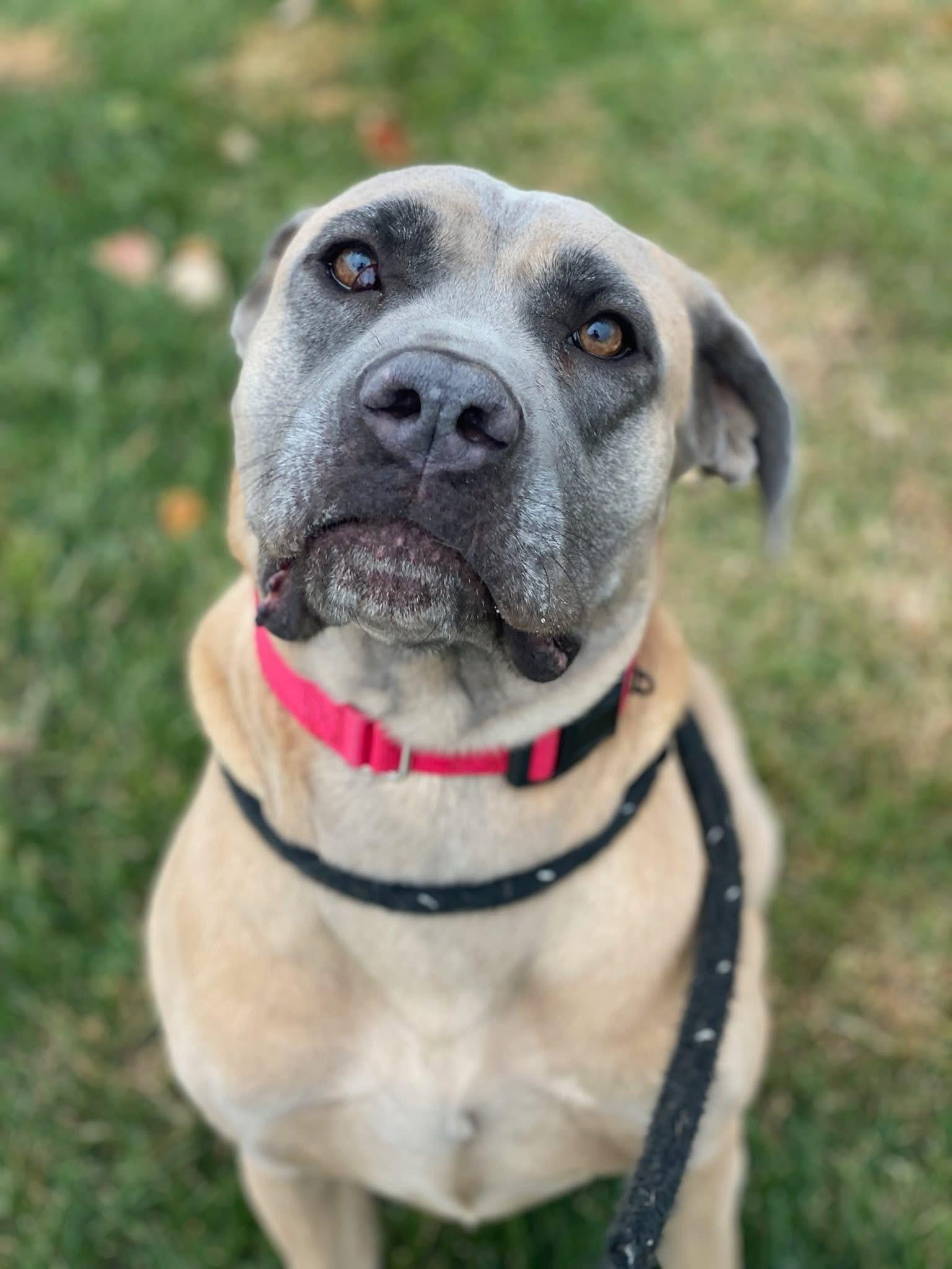 Sheba (ID 38843/3049), Adoptable, Adult Female Cane Corso.
