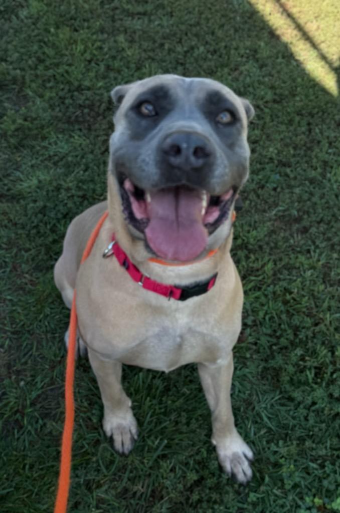 Sheba (ID 38843/3049)