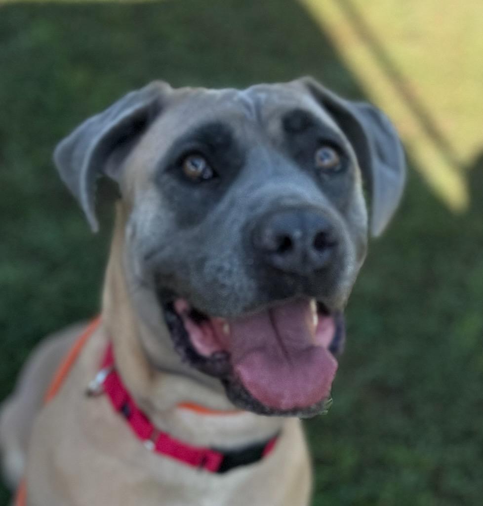 Sheba (ID 38843/3049)