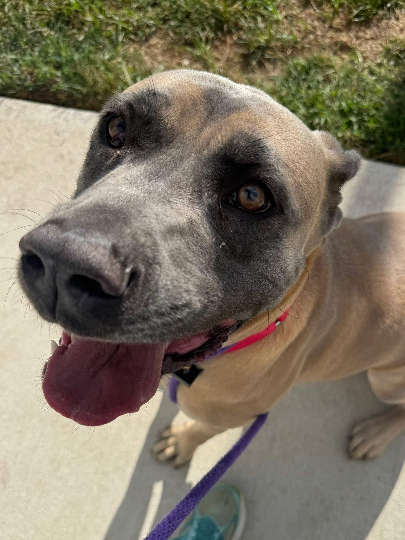 Sheba (ID 38843/3049)