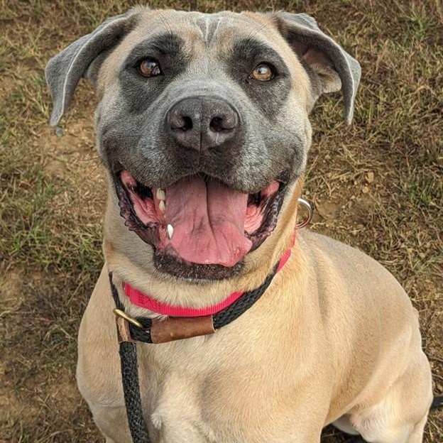 Sheba (ID 38843/3049), Adoptable, Adult Female Cane Corso.
