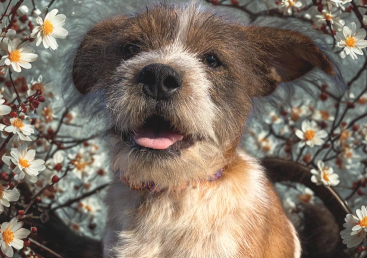 Zeke , an adopted mixed breed in Warrenton, VA image 2/4