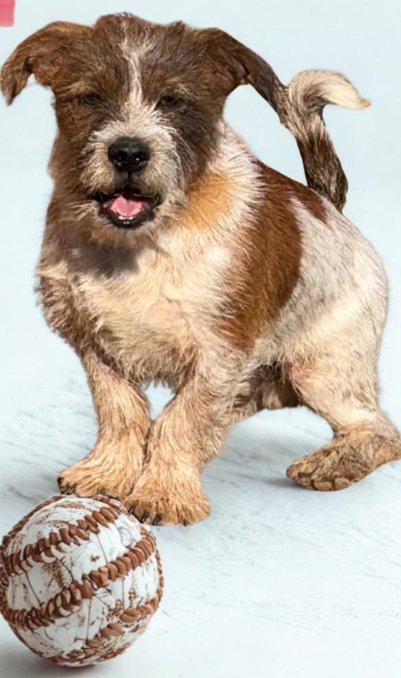 Zeke , an adopted mixed breed in Warrenton, VA image 3/4