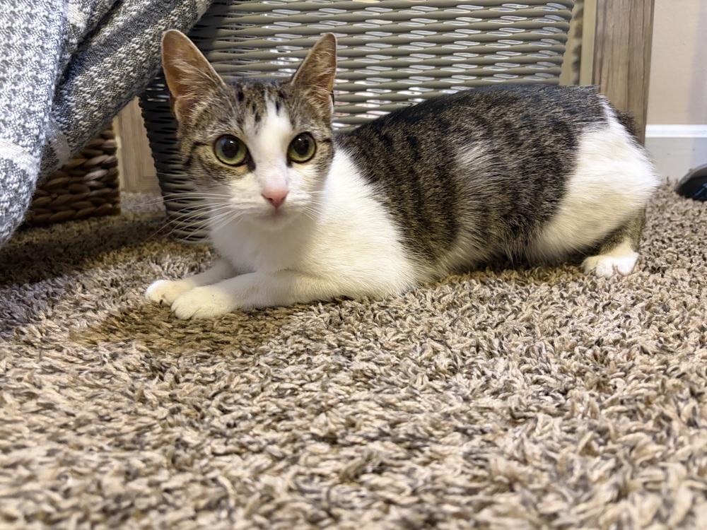 Enlarge Tae, a Adoptable mixed breed in Cedartown, GA image 1/1