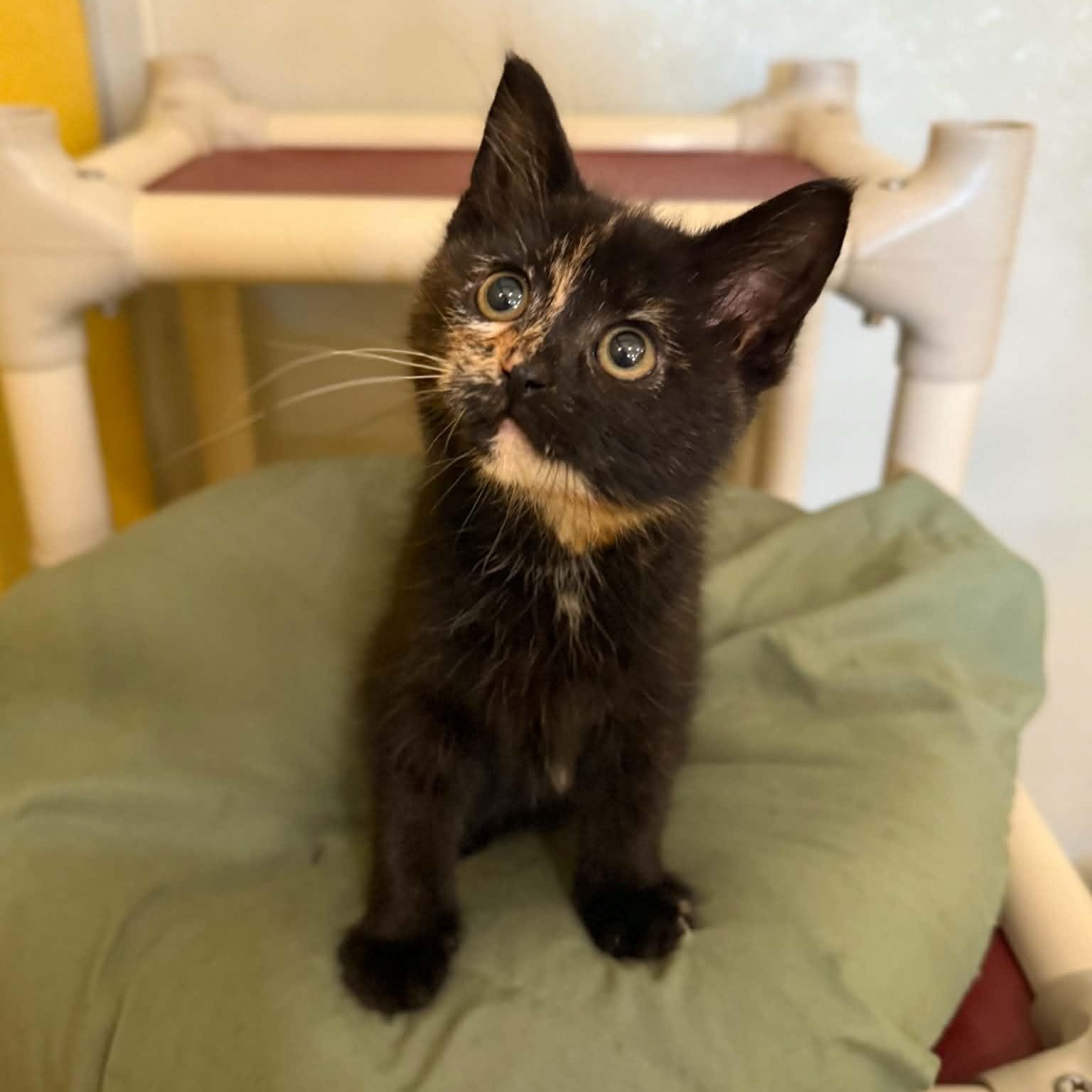 AOL, an adopted mixed breed in Penn Yan, NY image 6/6