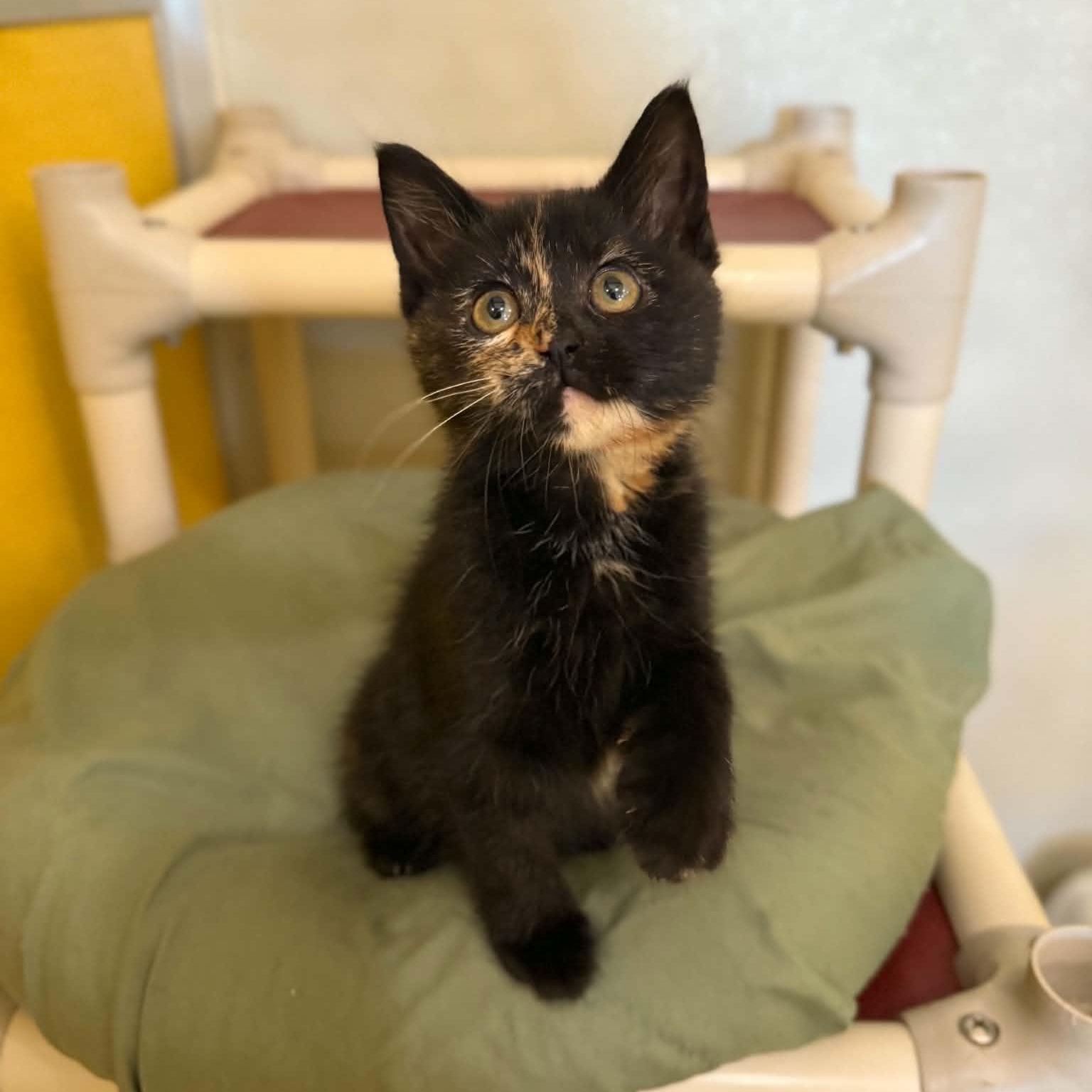 AOL, an adopted mixed breed in Penn Yan, NY image 3/6