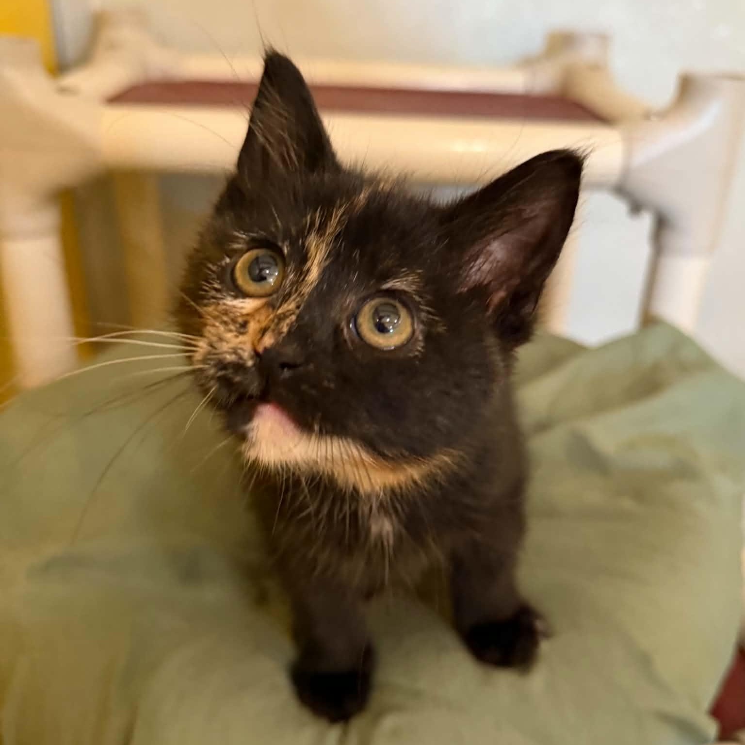AOL, an adopted mixed breed in Penn Yan, NY image 5/6