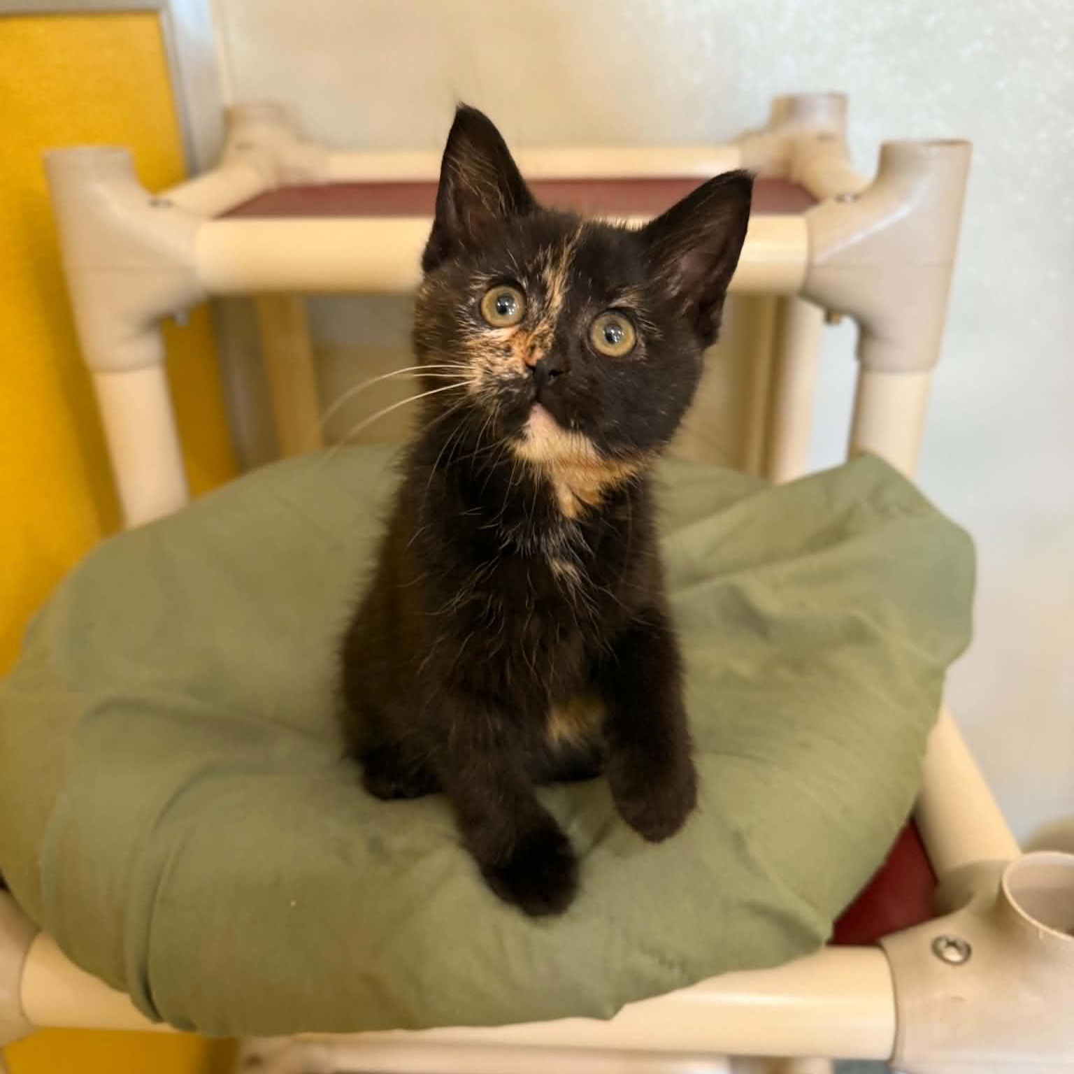 AOL, Adoptable, Kitten Female Domestic Short Hair & Tortoiseshell.
