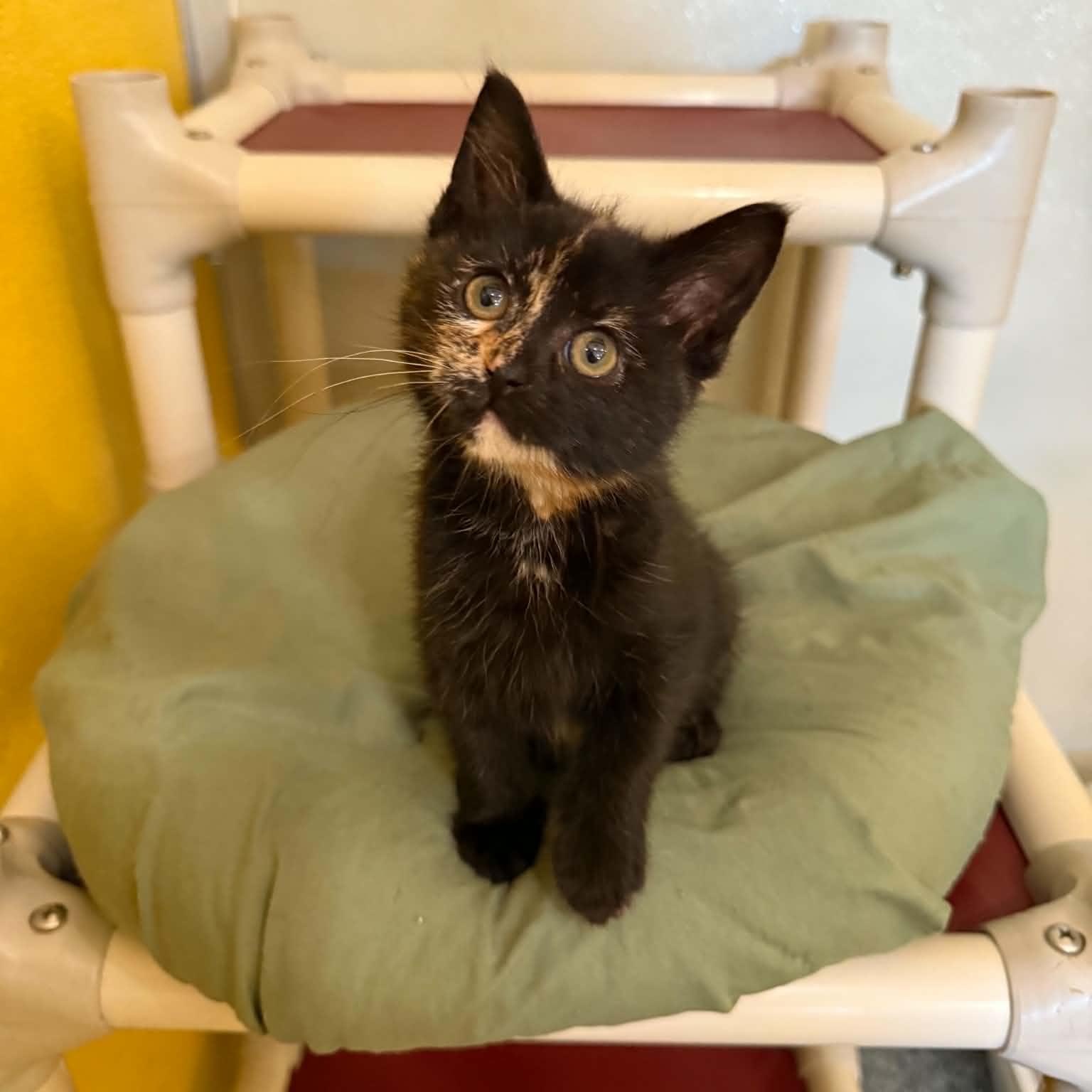 AOL, an adopted mixed breed in Penn Yan, NY image 4/6