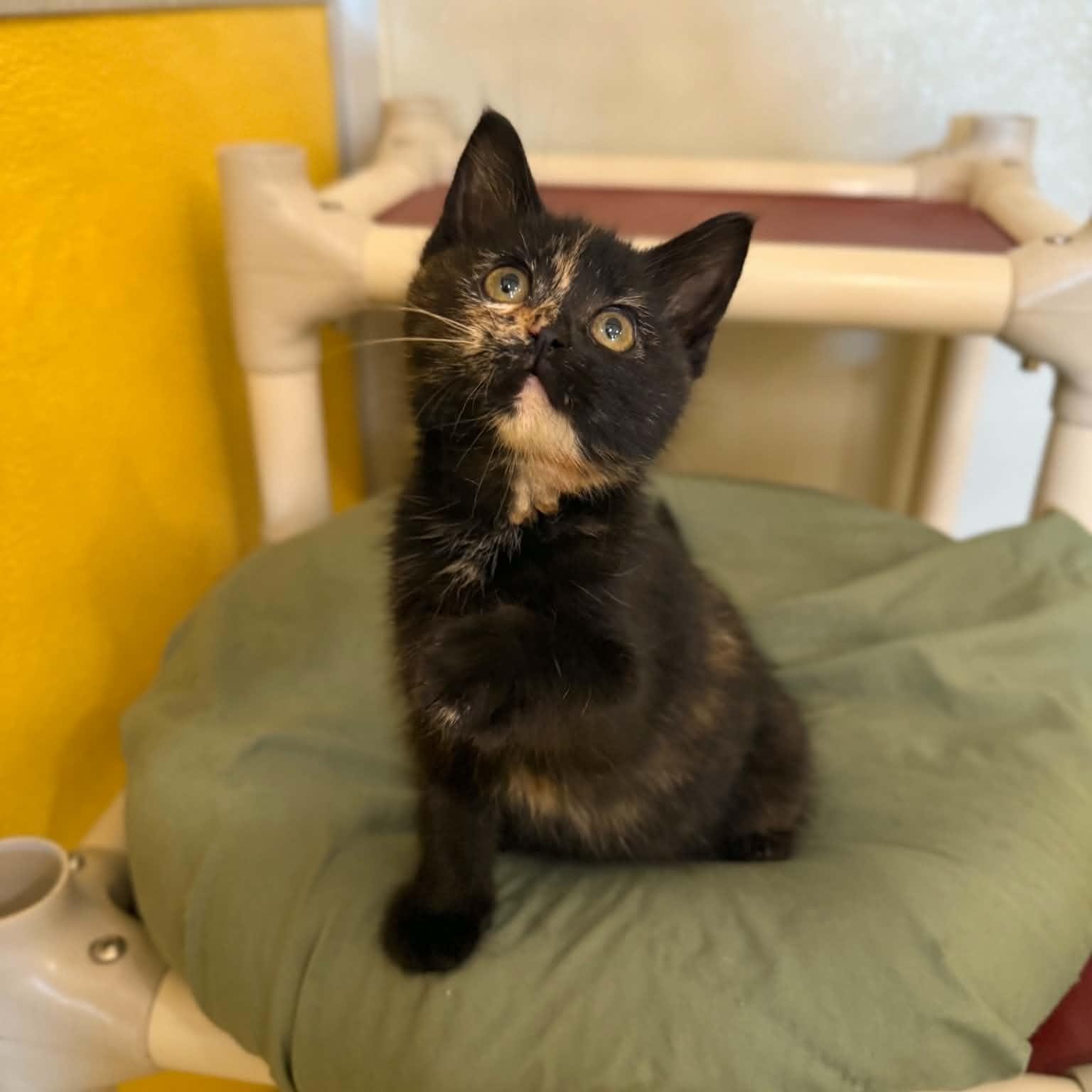 AOL, an adopted mixed breed in Penn Yan, NY image 2/6