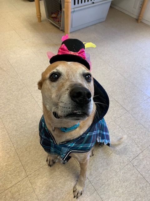 Rocky, a Adoptable mixed breed in Fair Oaks Ranch, TX image 1/11