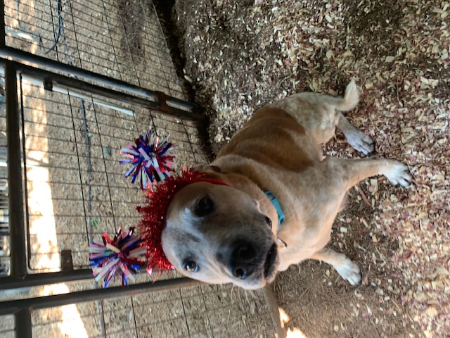 Enlarge Rocky, a Adoptable mixed breed in Fair Oaks Ranch, TX image 11/11