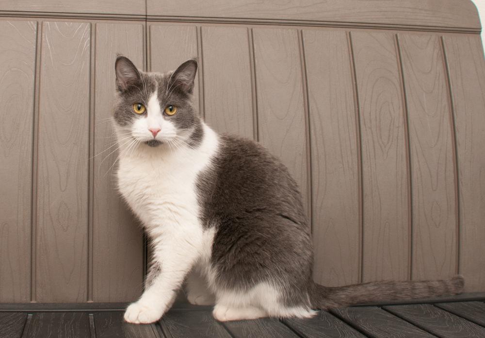 Olive (gets adopted with Fig), adopted, Young Female Domestic Short Hair.