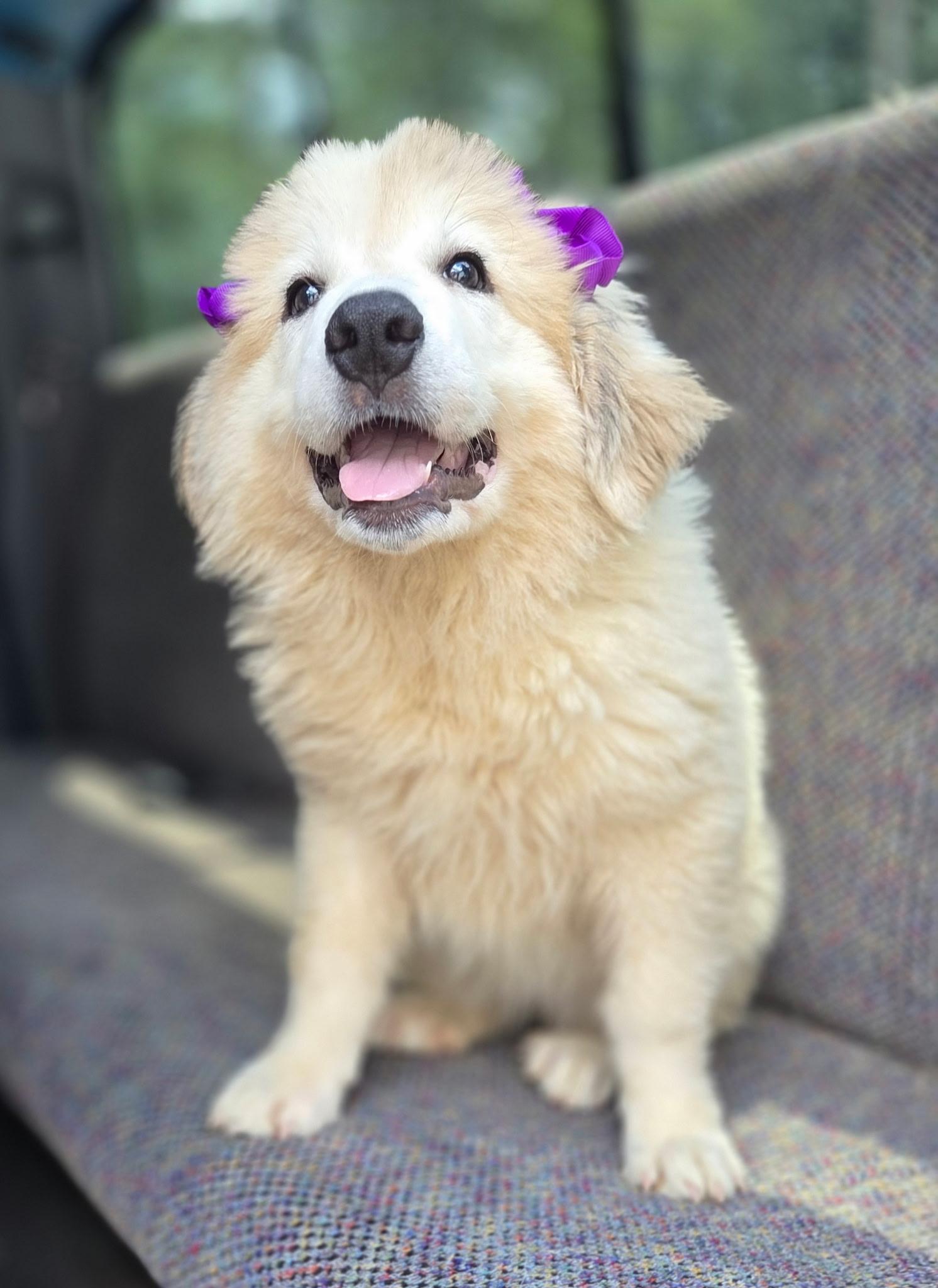 Enlarge Pearl, a Adoptable Great Pyrenees in Fayetteville , NC image 2/4