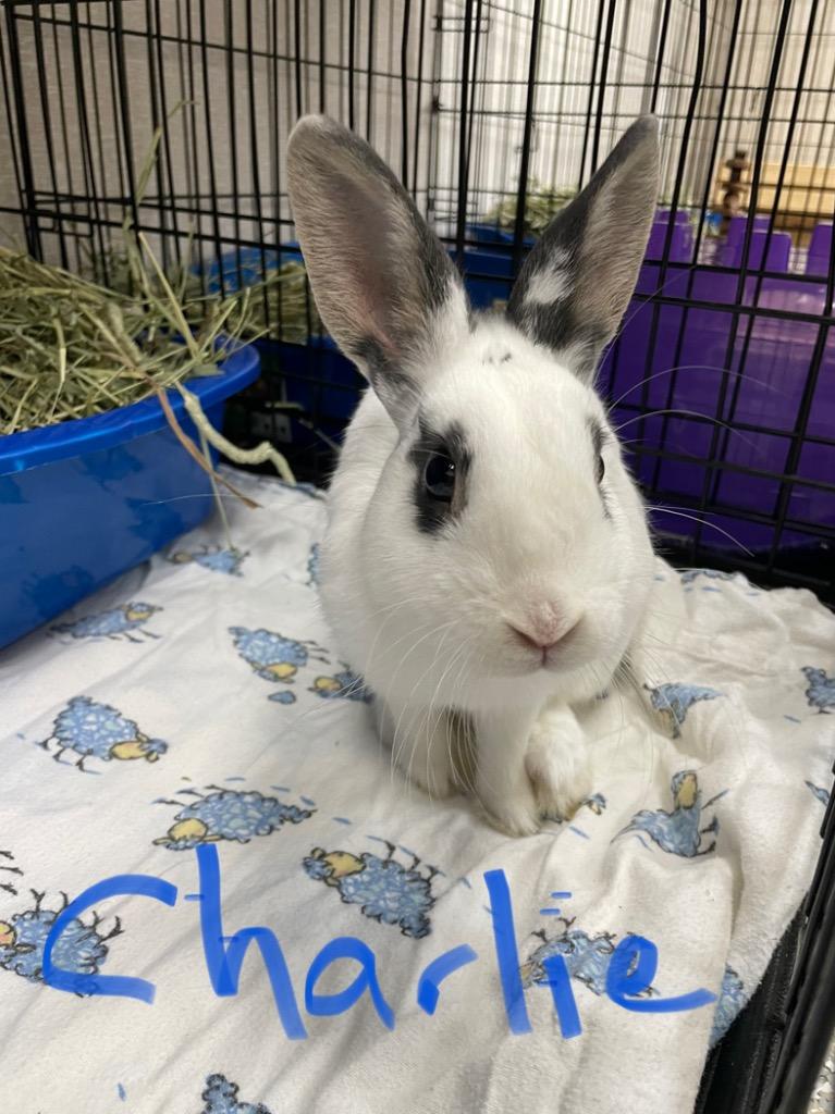 Charlie, Adoptable, Adult Male Hotot.