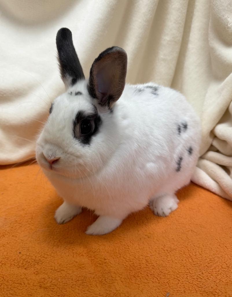 Charlie, a Adoptable Hotot in Pomona, NY image 2/4
