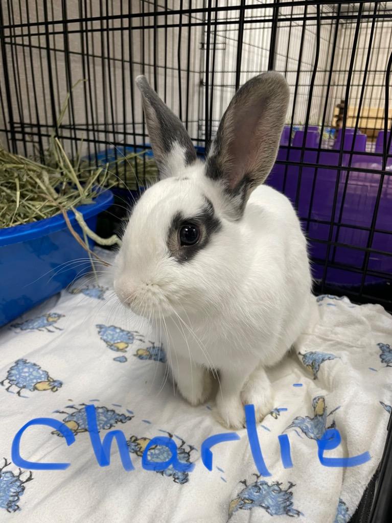 Charlie, a Adoptable Hotot in Pomona, NY image 3/4