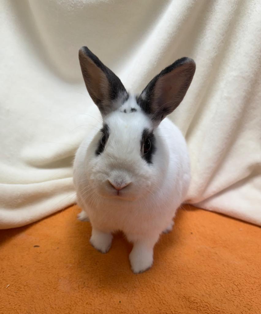 Charlie, a Adoptable Hotot in Pomona, NY image 4/4