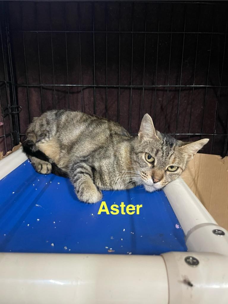 Aster, Adoptable, Young Female Domestic Short Hair.