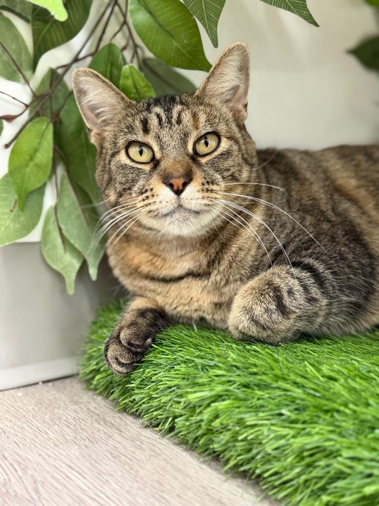 Aster, Adoptable, Young Female Domestic Short Hair.