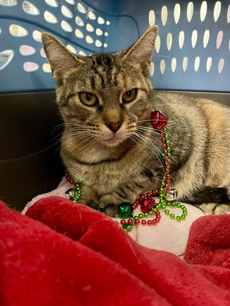 Enlarge Aster, a Adoptable mixed breed in Glenfield, NY image 2/4