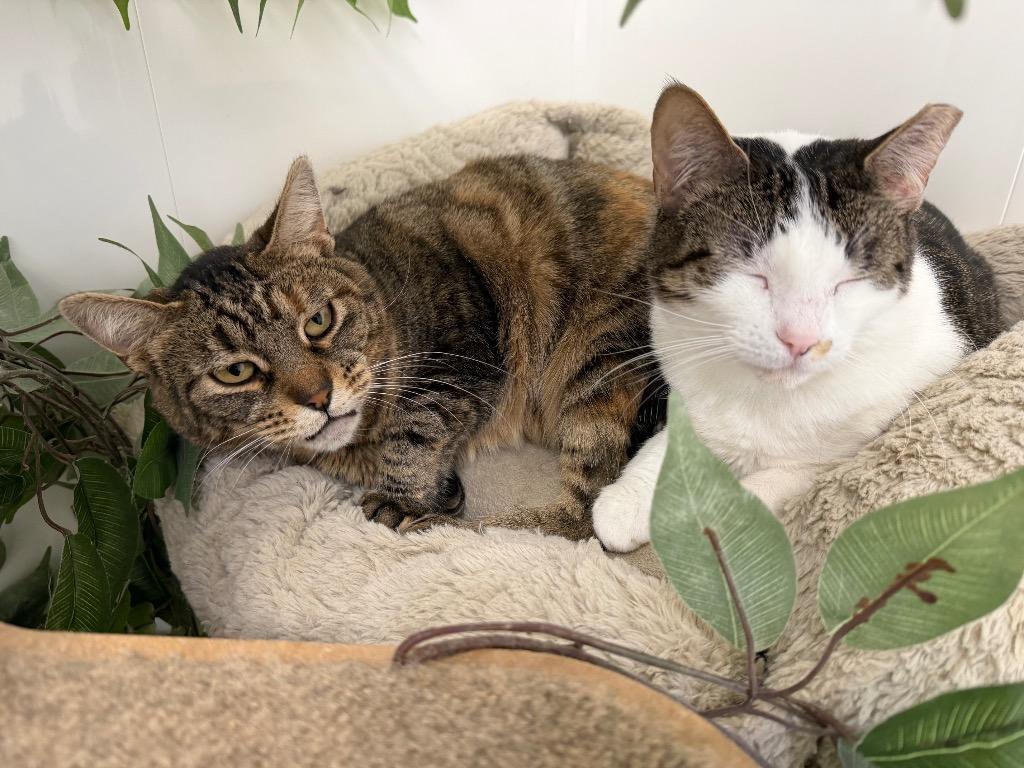 Enlarge Aster, a Adoptable mixed breed in Glenfield, NY image 3/5