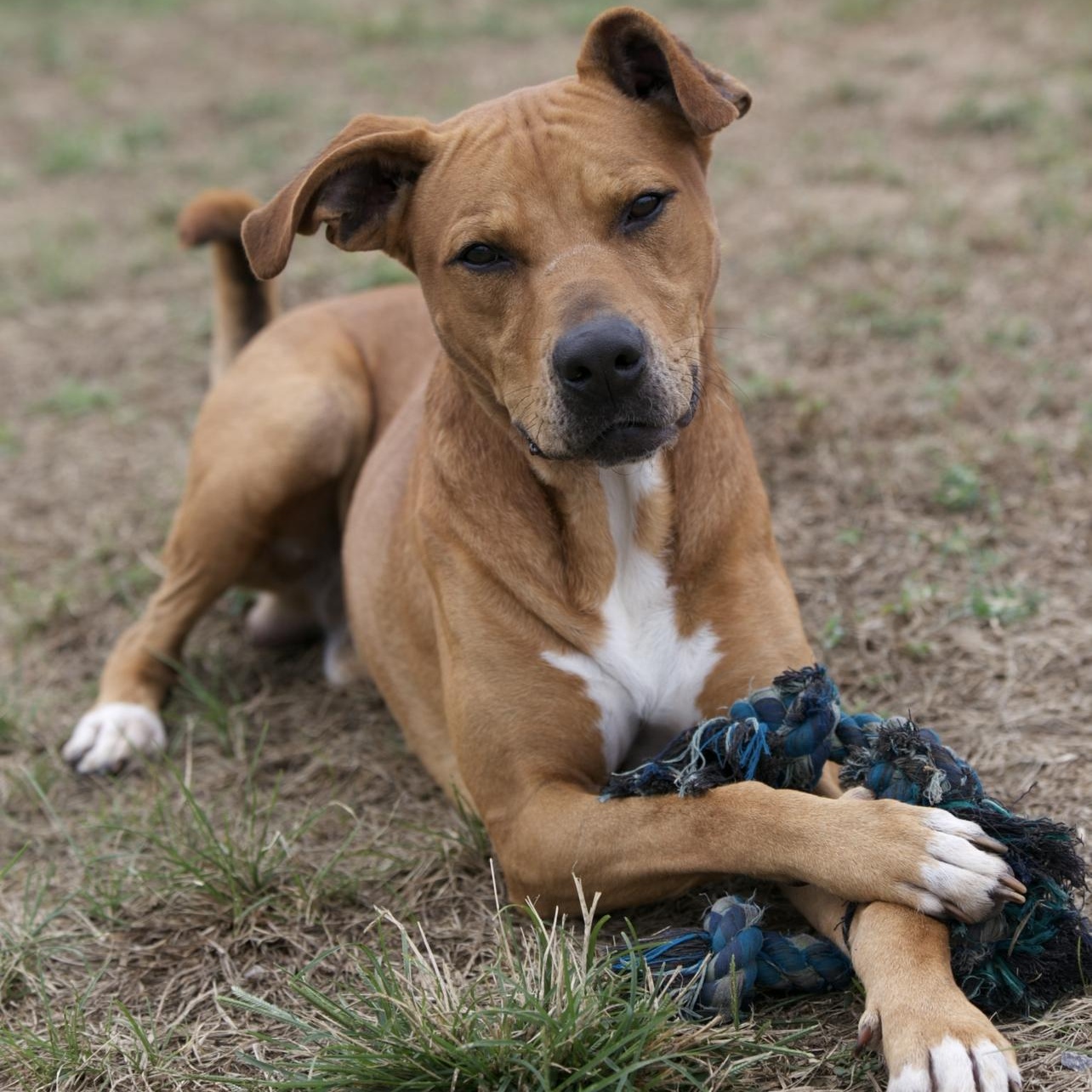 Enlarge Rubin, a Adoptable mixed breed in Mount Sterling, KY image 2/2