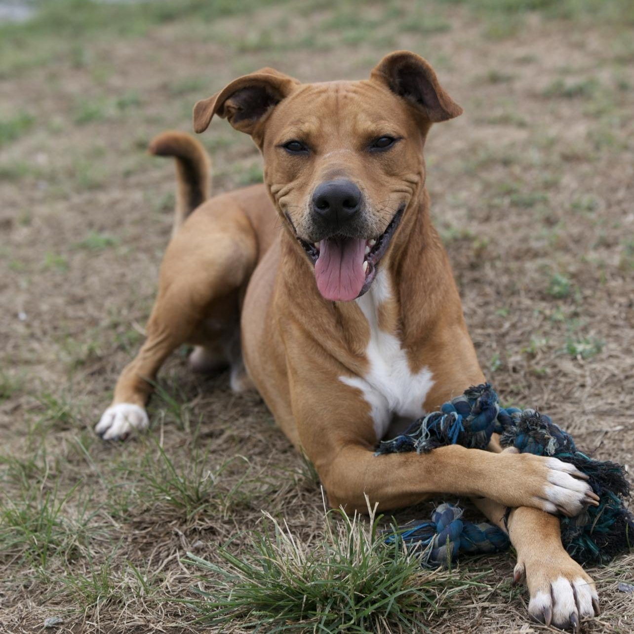 Rubin, Adoptable, Adult Male American Bully & Boxer.
